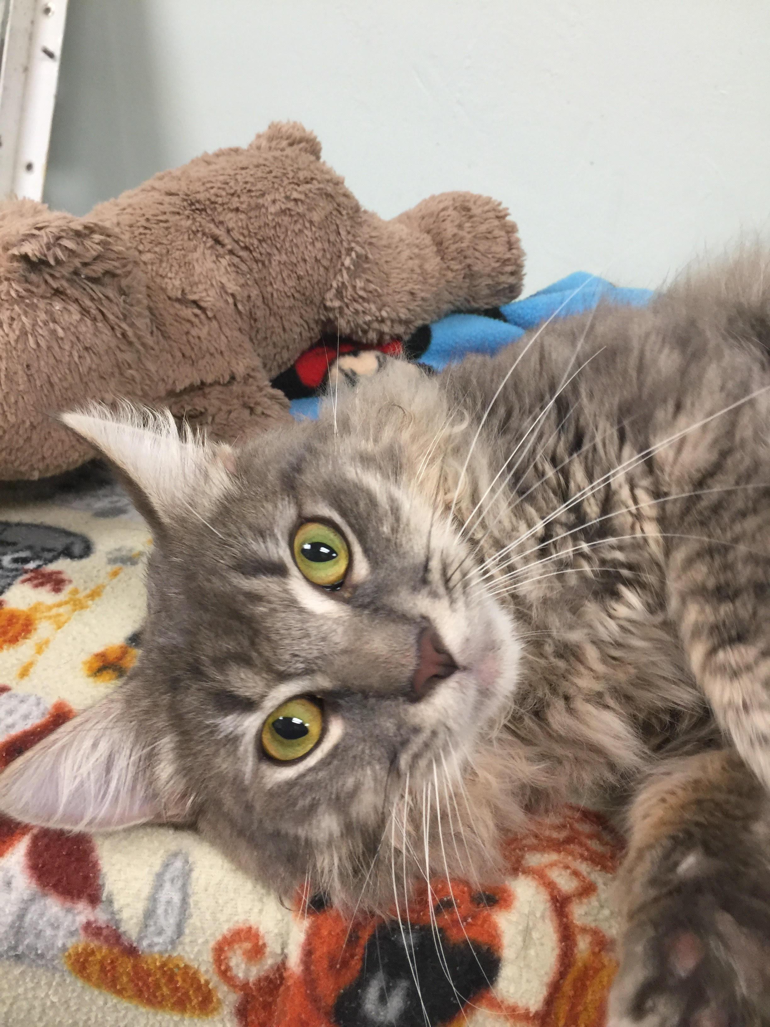 Enlarge Fluffy, a Adopted Domestic Long Hair in Miami, FL image 1/5