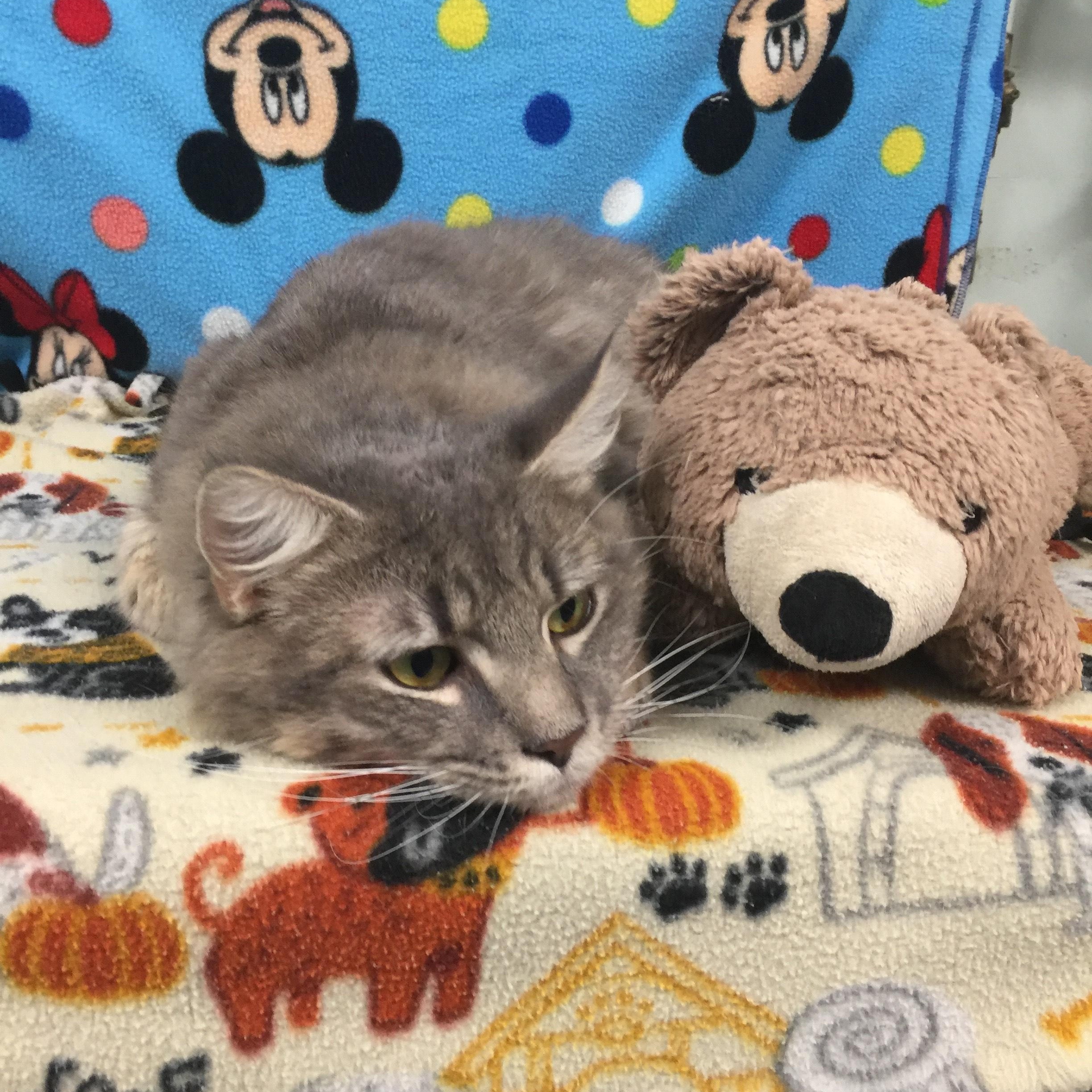 Enlarge Fluffy, a Adopted Domestic Long Hair in Miami, FL image 2/5