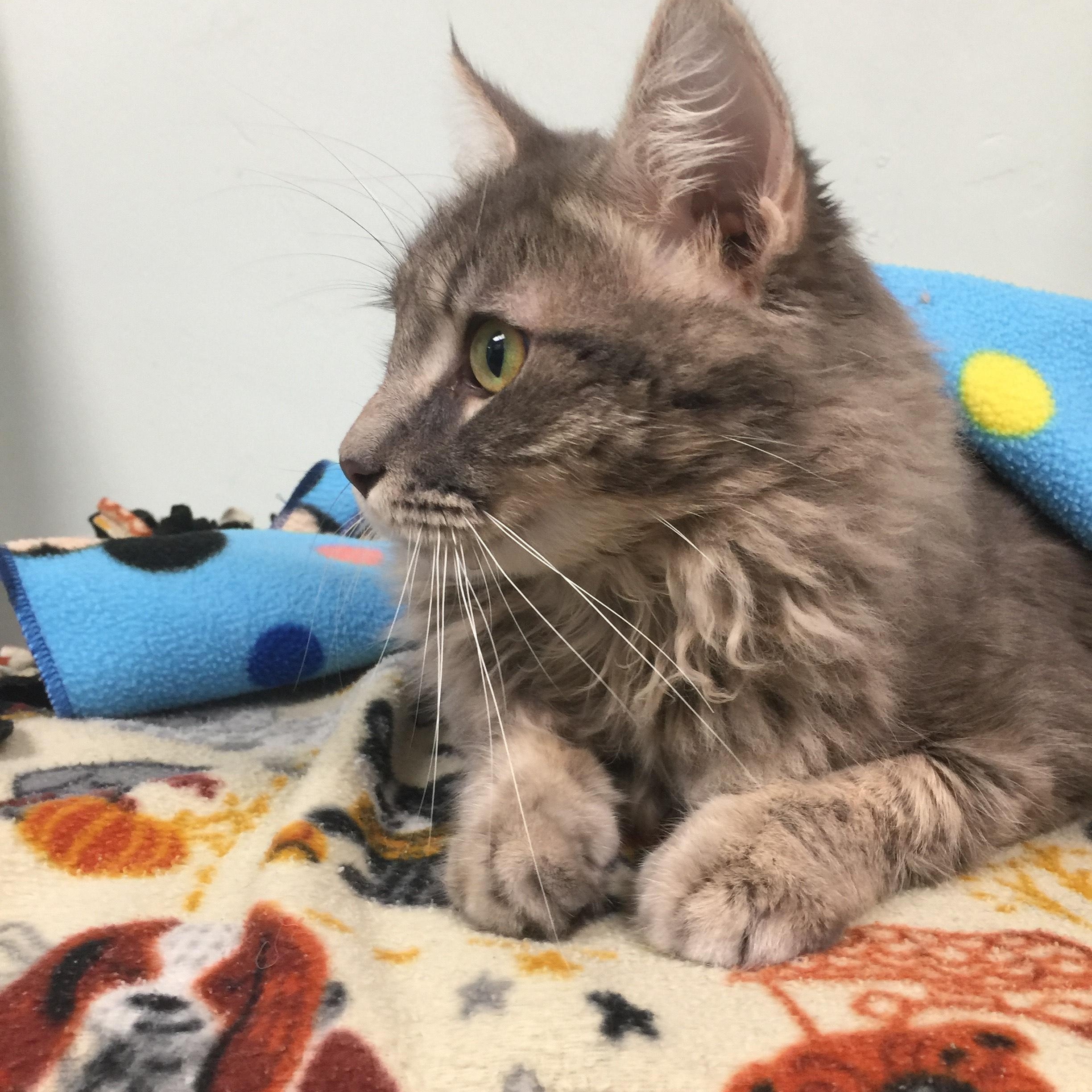 Enlarge Fluffy, a Adopted Domestic Long Hair in Miami, FL image 3/5