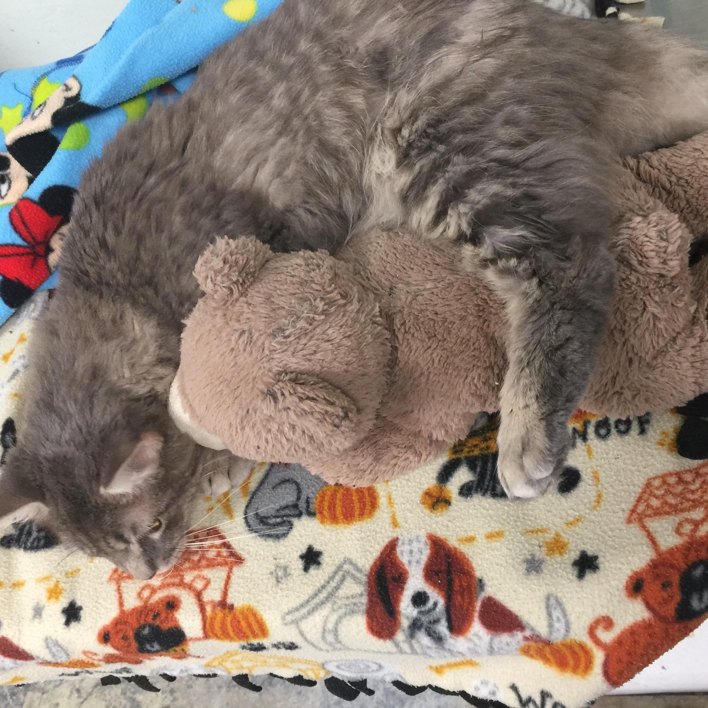 Enlarge Fluffy, a Adopted Domestic Long Hair in Miami, FL image 4/5