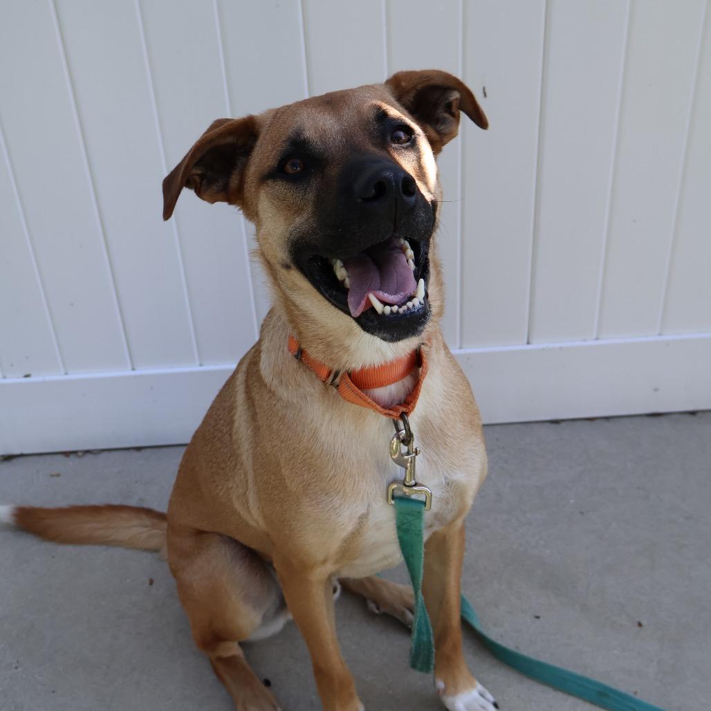 Harper, Adoptable, Adult Male Mixed Breed.