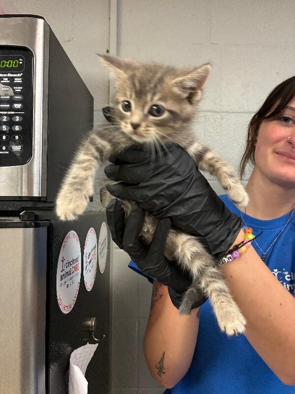 Latte, Adoptable, Young Male Domestic Short Hair.