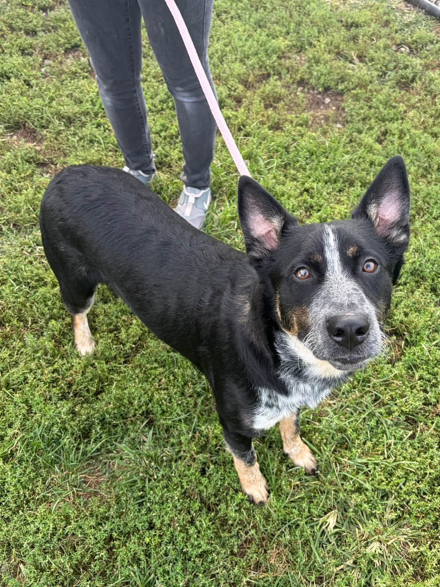 Enlarge Bandit, a Adoptable mixed breed in Winchester, VA image 4/5