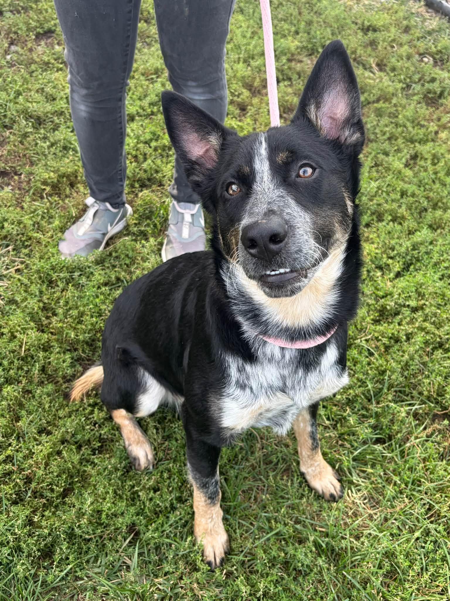 Enlarge Bandit, a Adoptable mixed breed in Winchester, VA image 2/5
