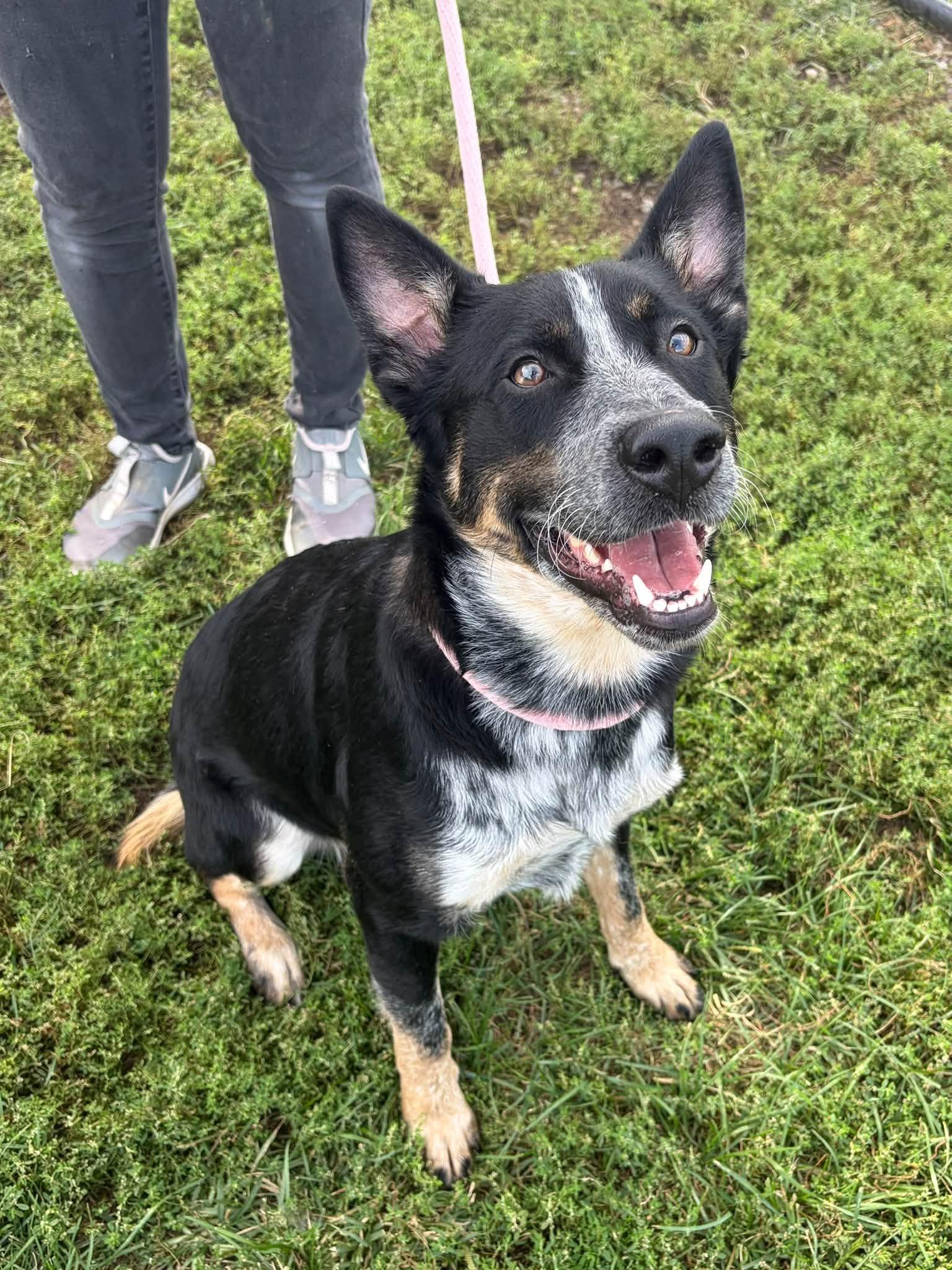 Bandit, Adoptable, Young Male Australian Cattle Dog / Blue Heeler.