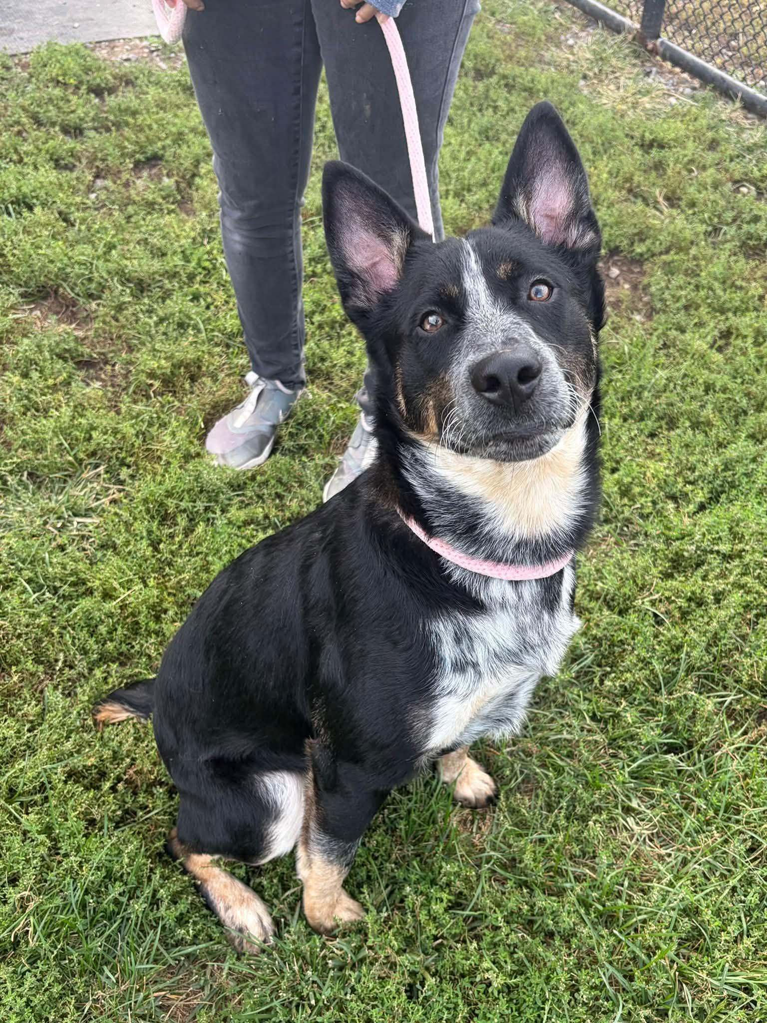 Enlarge Bandit, a Adoptable mixed breed in Winchester, VA image 3/5