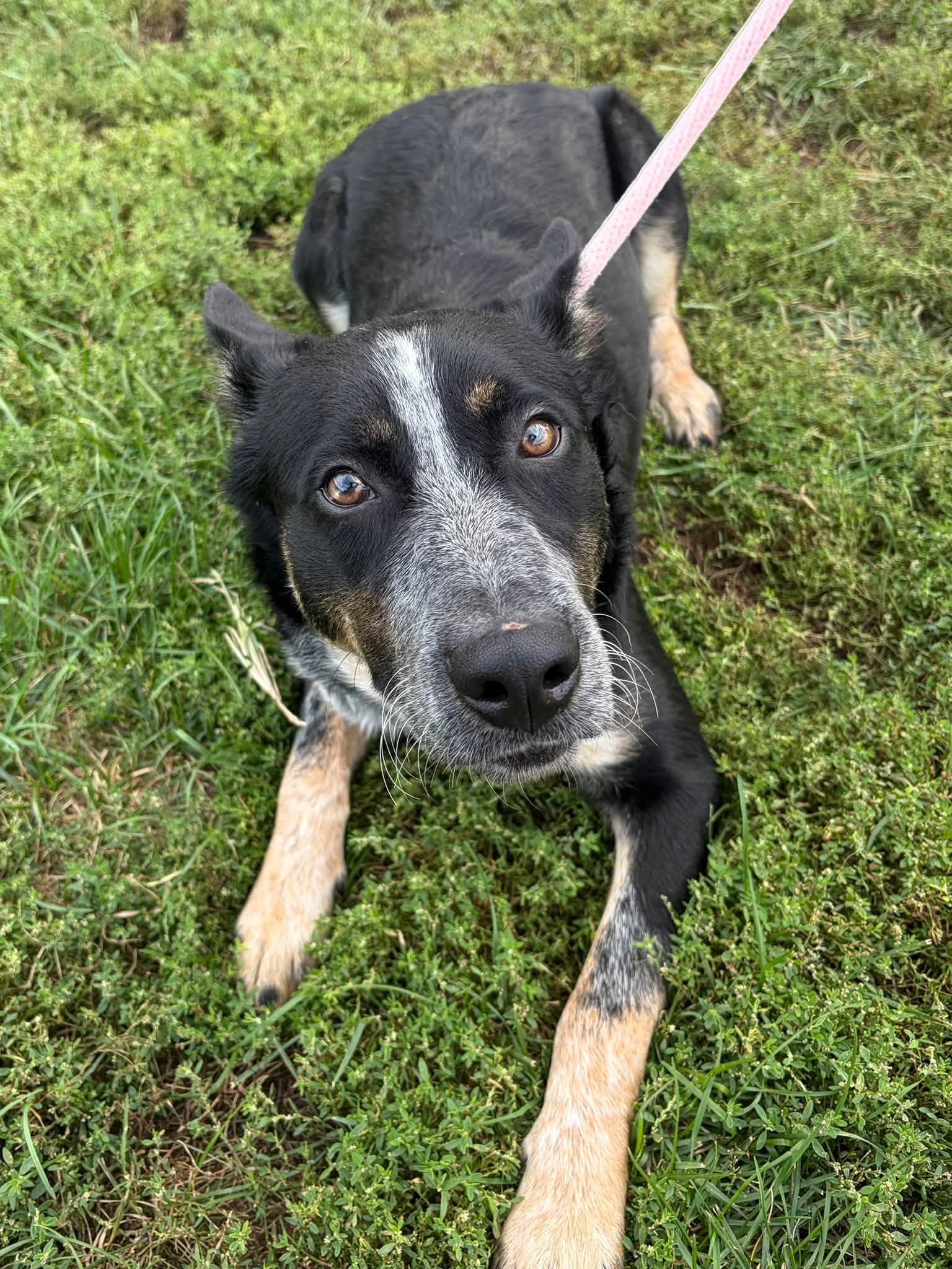 Enlarge Bandit, a Adoptable mixed breed in Winchester, VA image 5/5