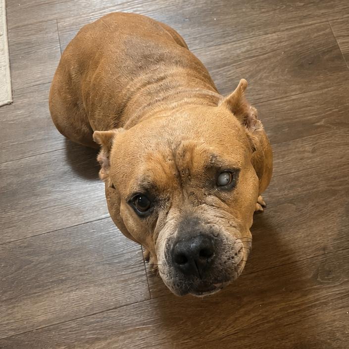 Enlarge Left eye, a Adoptable mixed breed in New Orleans, LA image 1/4