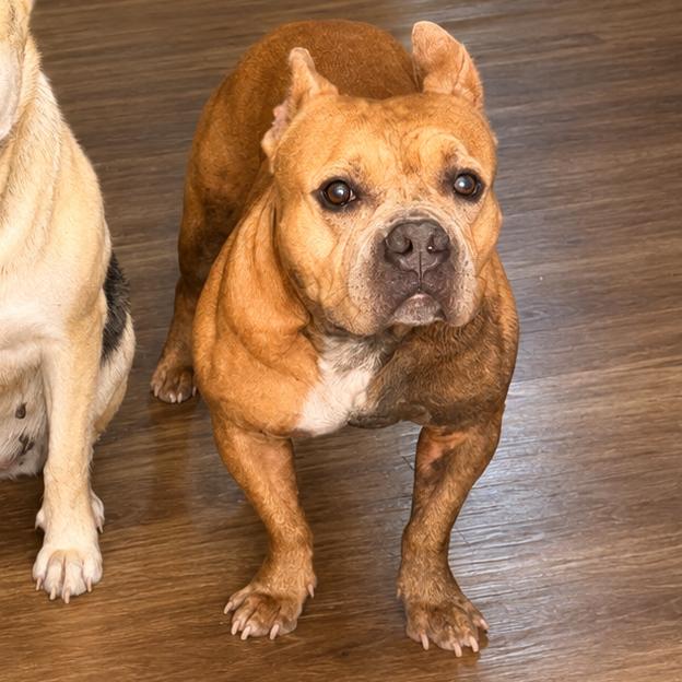 Enlarge Left eye, a Adoptable mixed breed in New Orleans, LA image 2/4