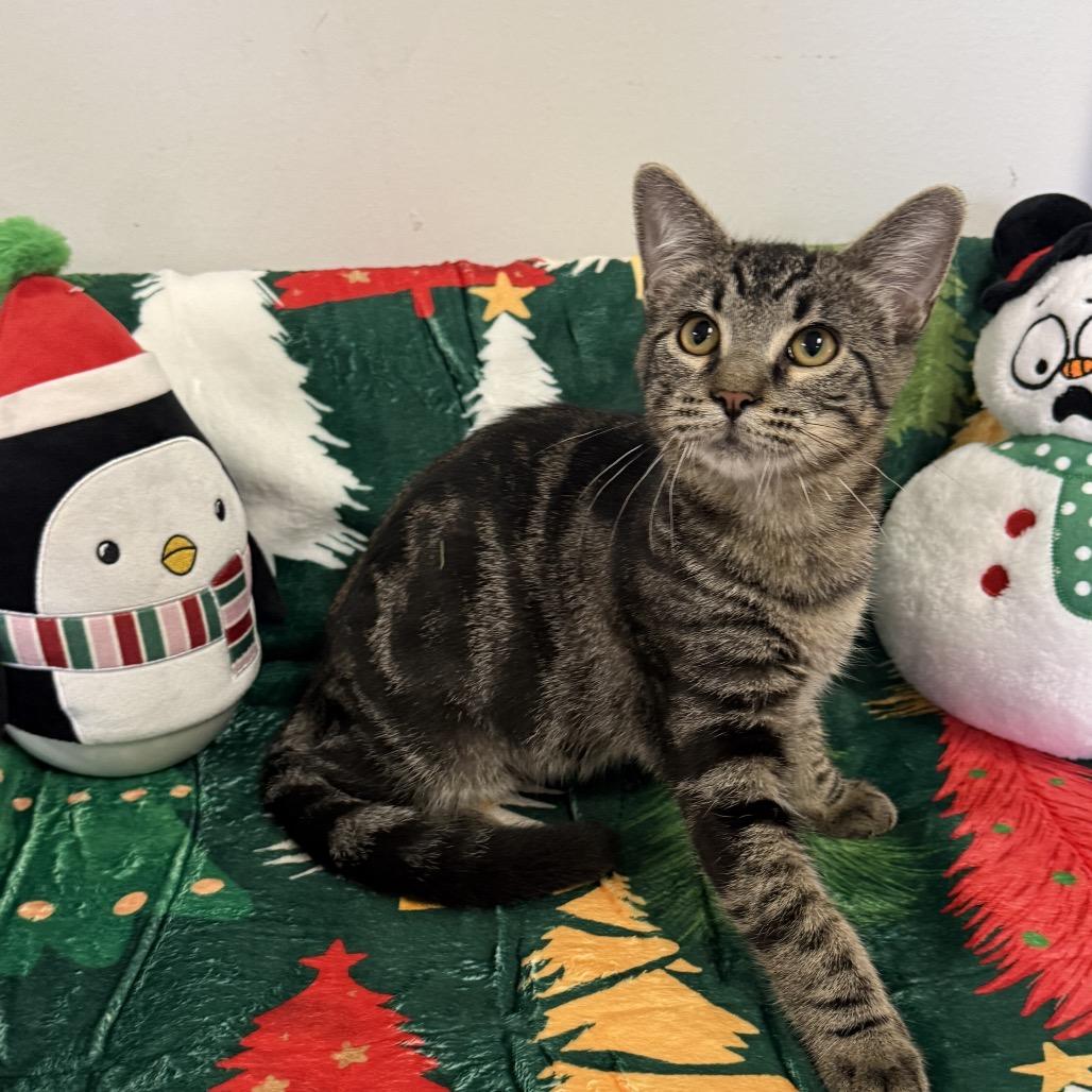 Falcon, a Adoptable Domestic Short Hair in Houston, TX image 1/4