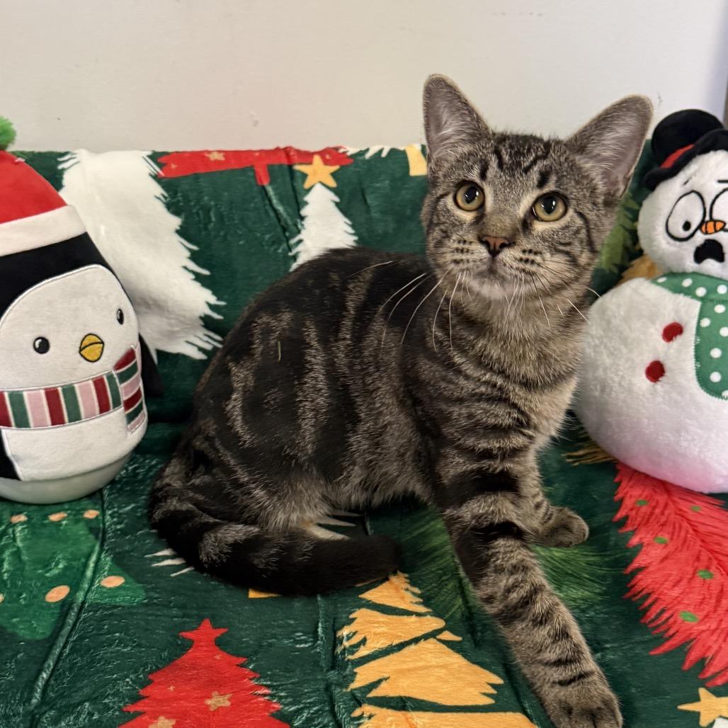 Falcon, a Adoptable Domestic Short Hair in Houston, TX image 2/4