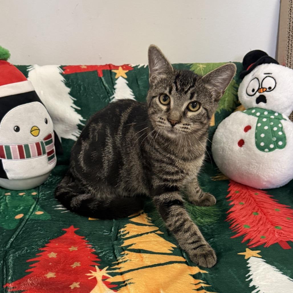 Falcon, a Adoptable Domestic Short Hair in Houston, TX image 3/4