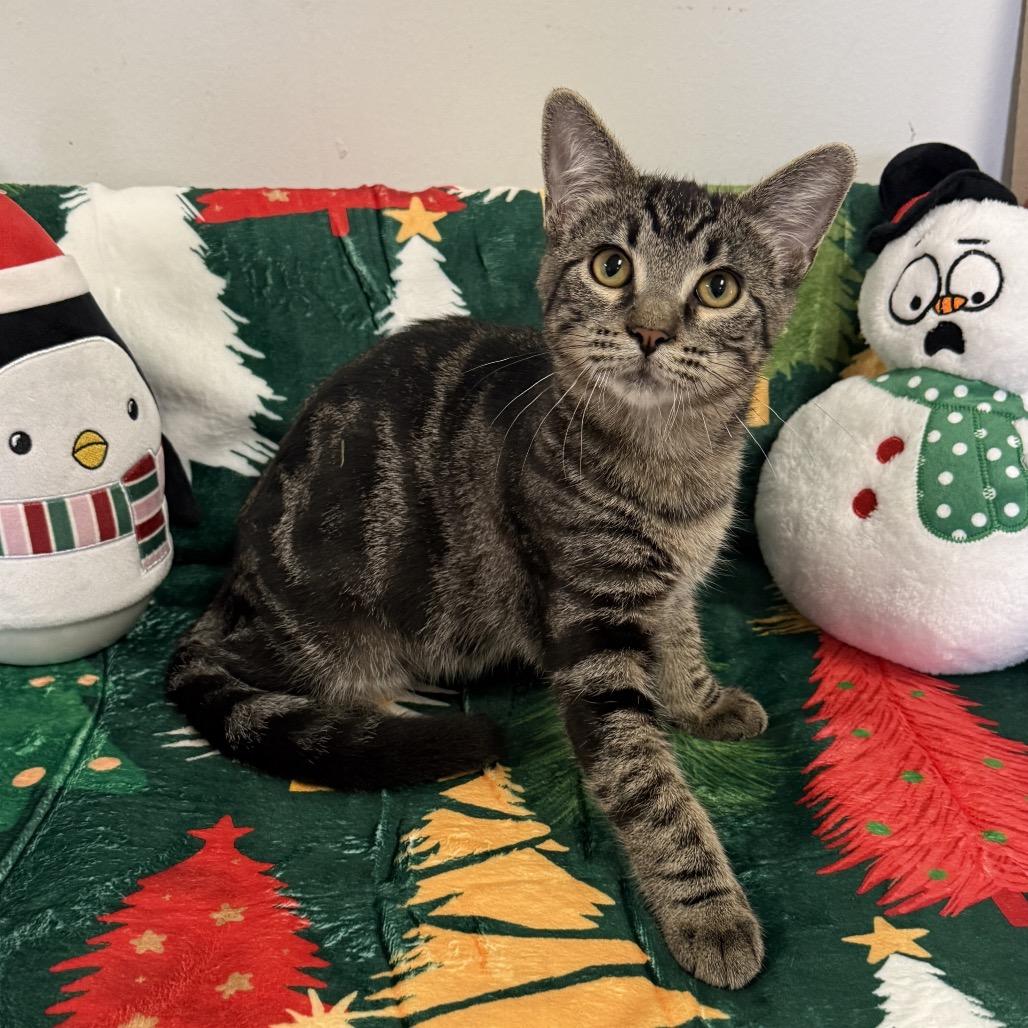 Falcon, a Adoptable Domestic Short Hair in Houston, TX image 4/4