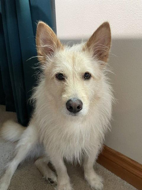 Cotton, Adoptable, Young Male Terrier.