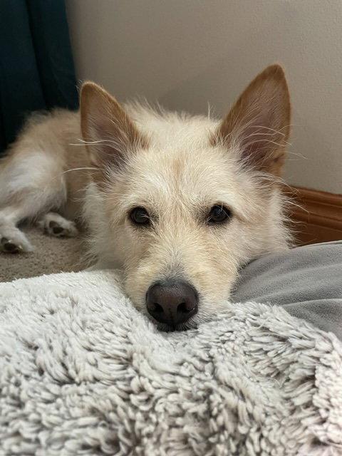 Enlarge Cotton, a Adoptable Terrier in Seattle, WA image 2/3