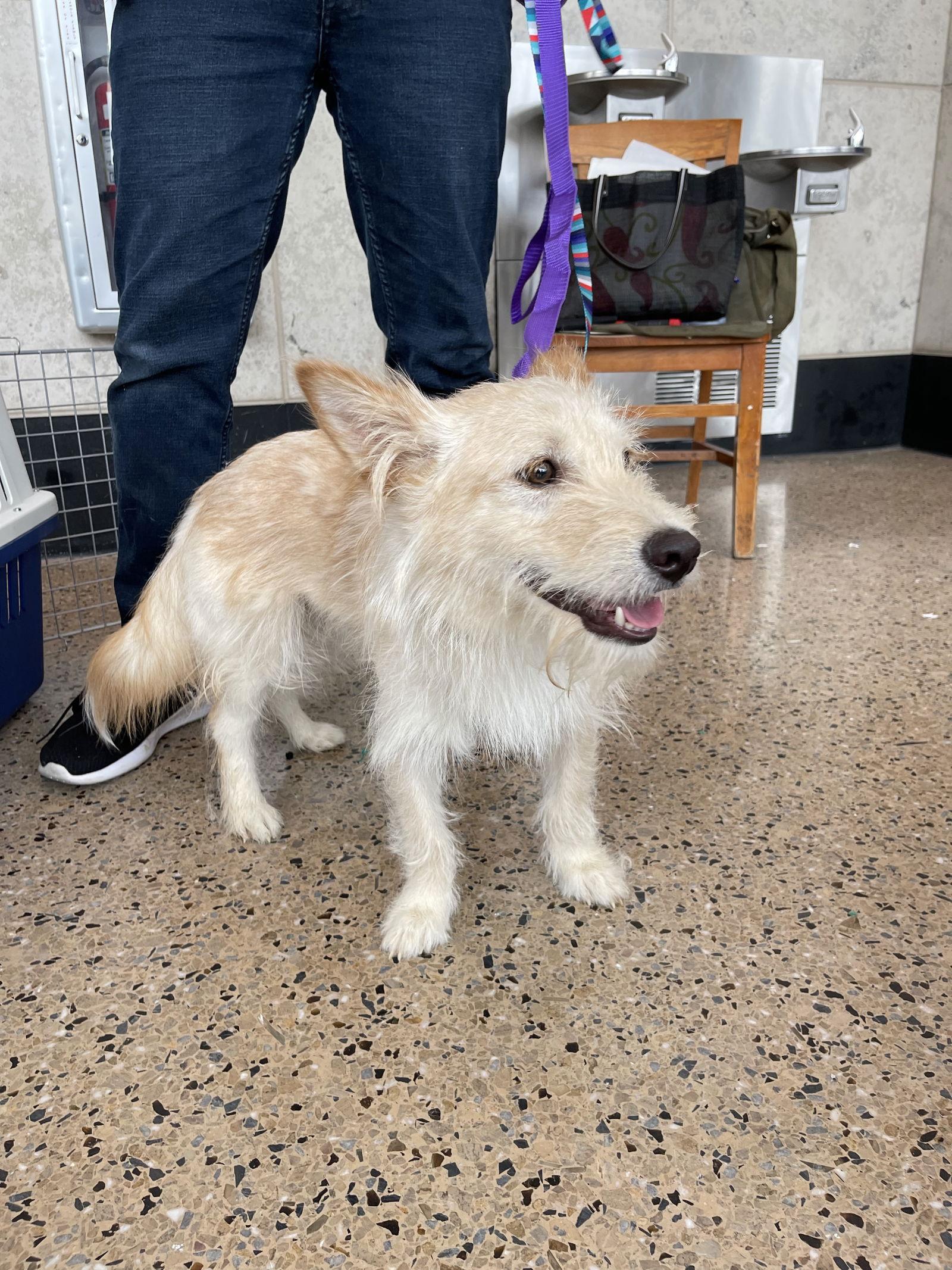 Cotton, Adoptable, Young Male Terrier.