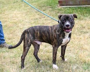 HHS RRP - Chip, Adoptable, Adult Male Pit Bull Terrier.