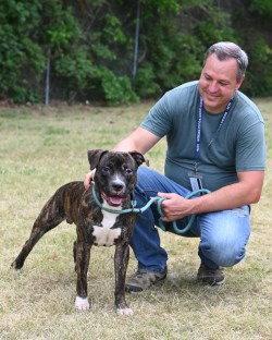 HHS RRP - Chip, a Adoptable Pit Bull Terrier in Glen Allen, VA image 2/3