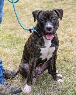HHS RRP - Chip, a Adoptable Pit Bull Terrier in Glen Allen, VA image 3/3