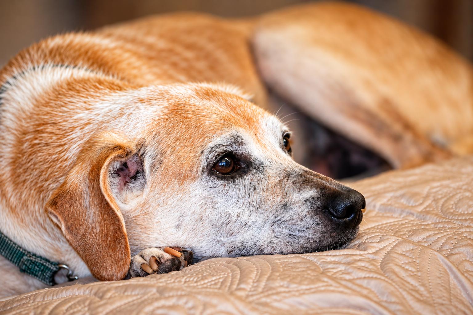 Enlarge Luke, a Adoptable mixed breed in Venice, FL image 2/3