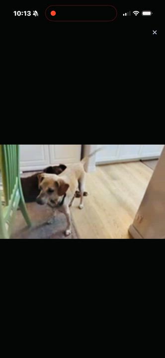 Enlarge Luke, a Adoptable mixed breed in Venice, FL video 3/3