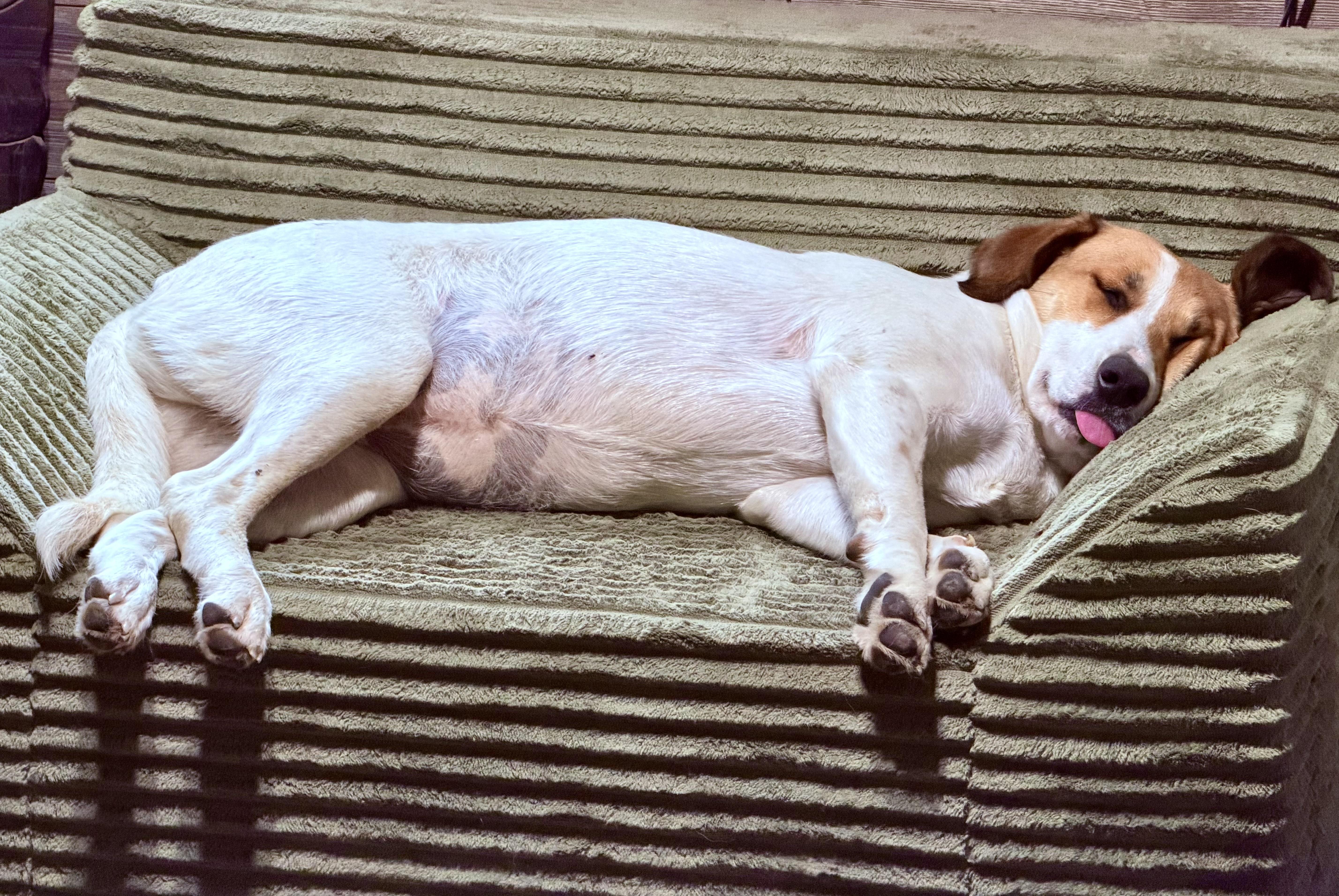 Enlarge Scout, a Adopted Mixed Breed in YALE, SD image 4/5