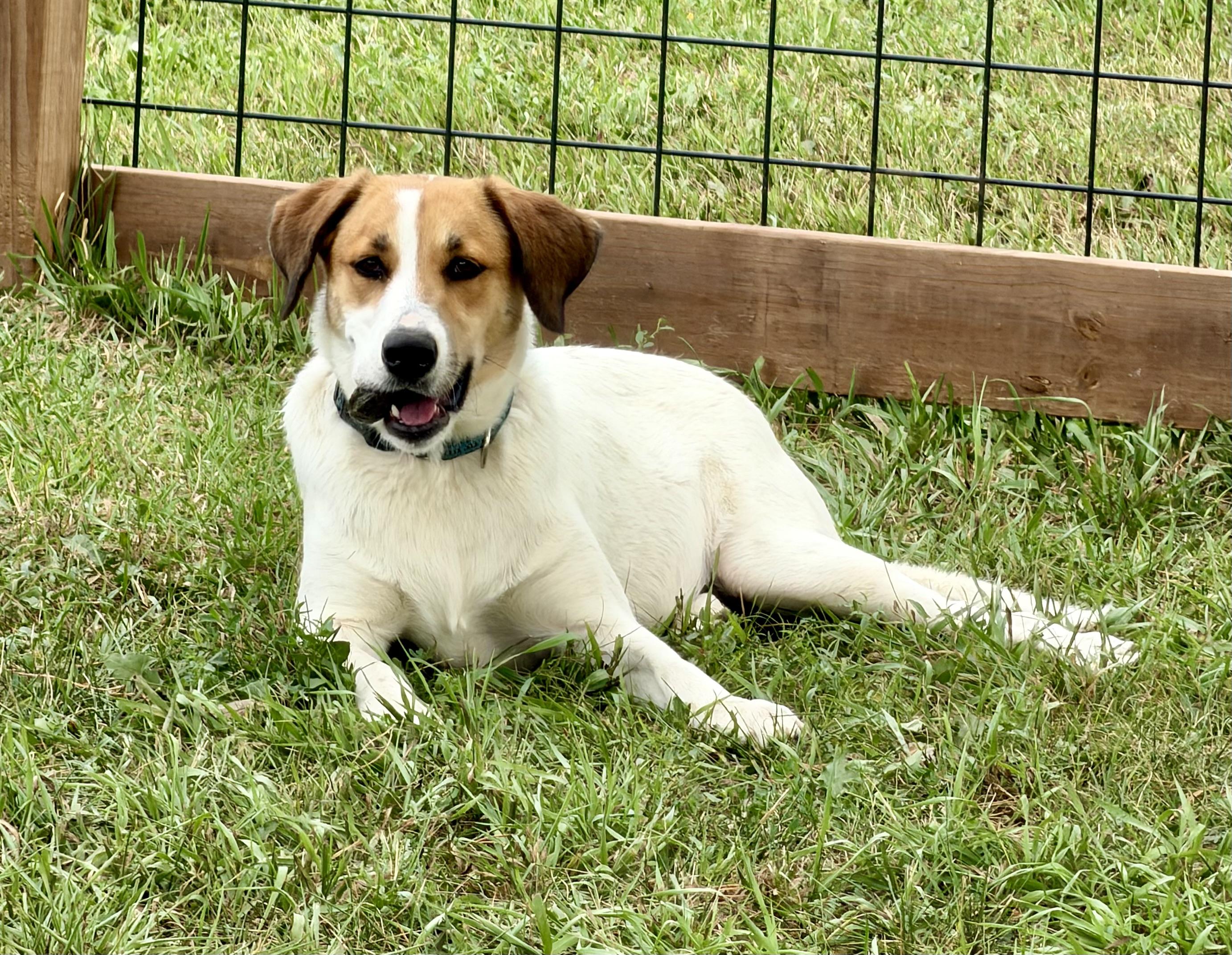 Scout, Adopted, Young Female Mixed Breed.