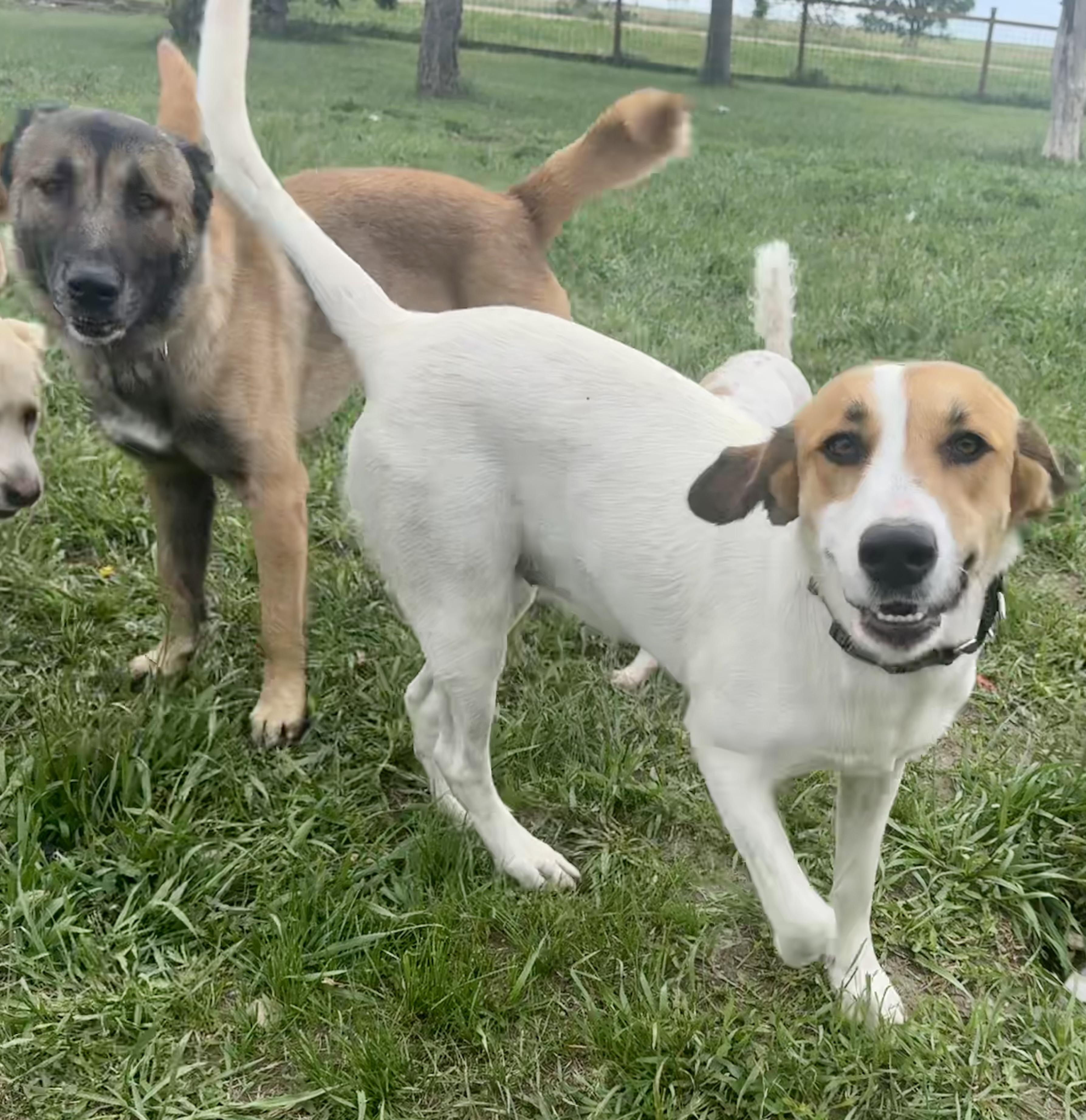 Enlarge Scout, a Adopted Mixed Breed in YALE, SD image 5/5