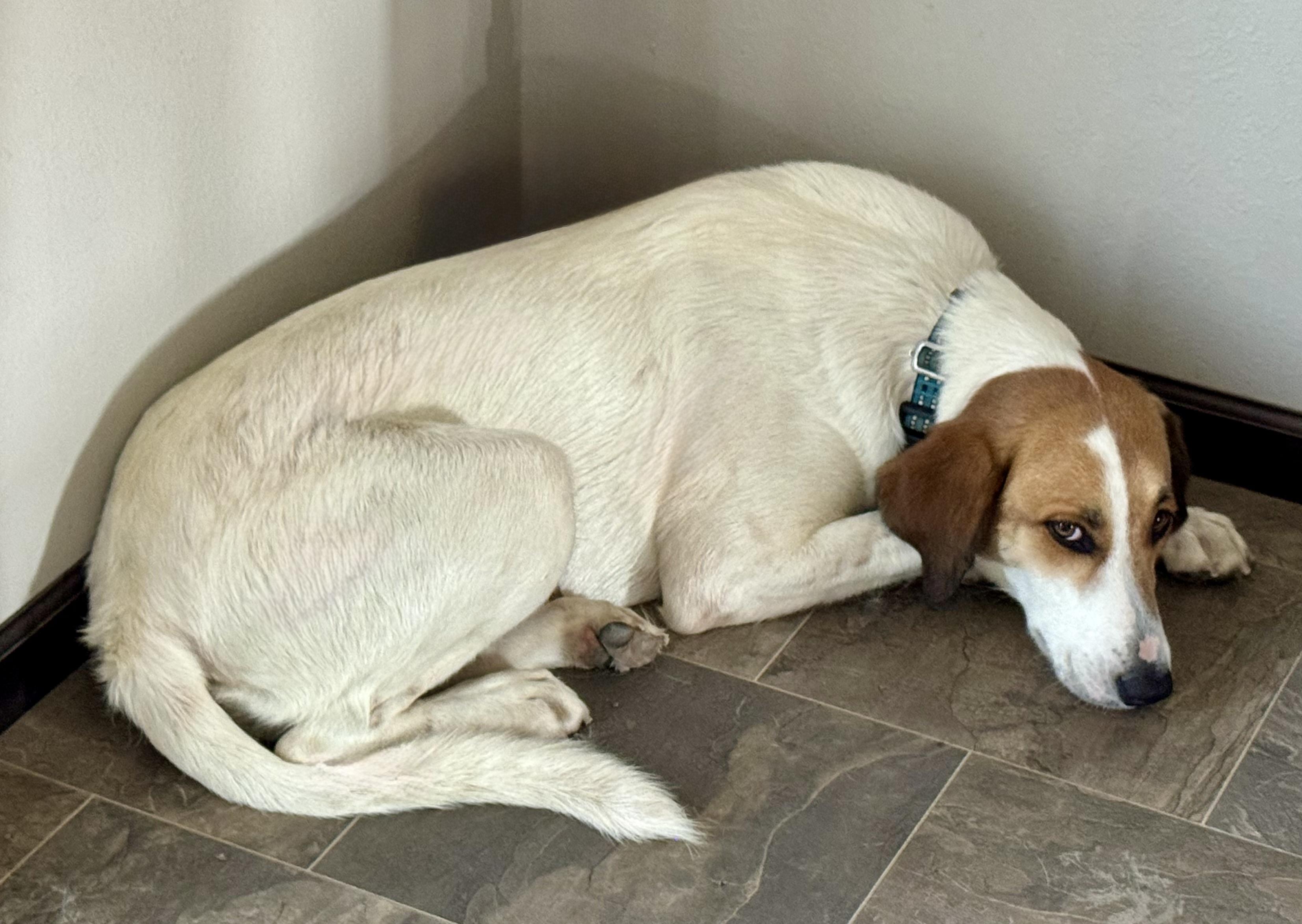 Enlarge Scout, a Adopted Mixed Breed in YALE, SD image 3/5
