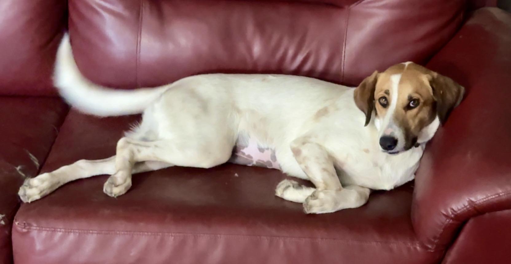 Enlarge Scout, a Adopted Mixed Breed in YALE, SD image 2/5