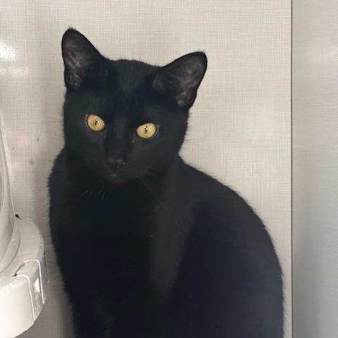 Enlarge Dubstep, a ADOPTABLE Domestic Short Hair in Hutchinson, MN image 3/6