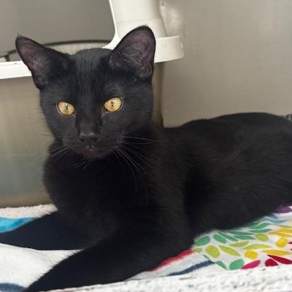 Enlarge Dubstep, a ADOPTABLE Domestic Short Hair in Hutchinson, MN image 2/6