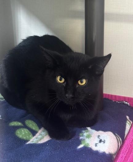 Enlarge Dubstep, a ADOPTABLE Domestic Short Hair in Hutchinson, MN image 3/6