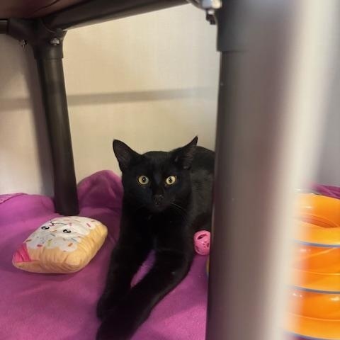 Enlarge Dubstep, a ADOPTABLE Domestic Short Hair in Hutchinson, MN image 5/6