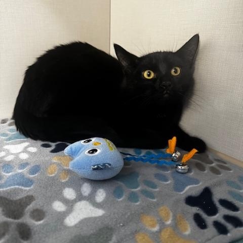 Enlarge Dubstep, a ADOPTABLE Domestic Short Hair in Hutchinson, MN image 4/6