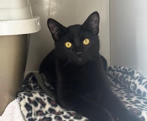 Dubstep, ADOPTABLE, Young Male Domestic Short Hair.