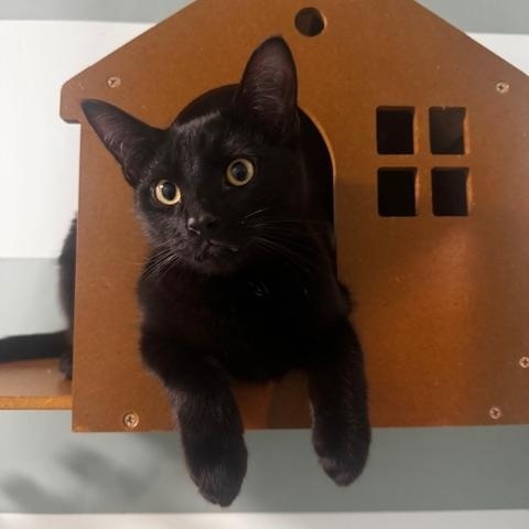 Dubstep, ADOPTABLE, Young Male Domestic Short Hair.