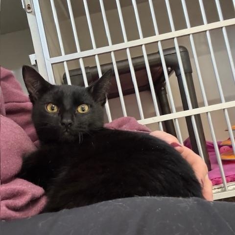 Dubstep, ADOPTABLE, Young Male Domestic Short Hair.