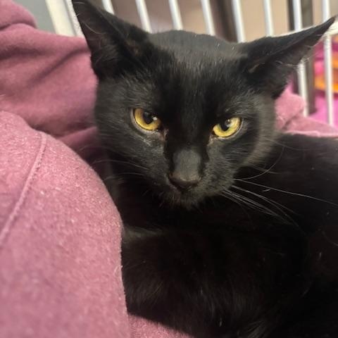 Enlarge Dubstep, a ADOPTABLE Domestic Short Hair in Hutchinson, MN image 6/6