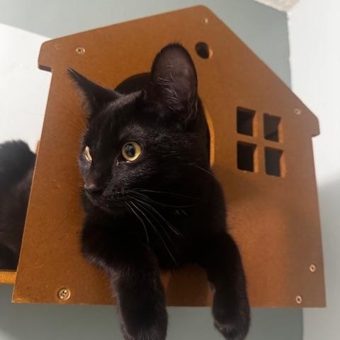 Enlarge Dubstep, a ADOPTABLE Domestic Short Hair in Hutchinson, MN image 6/6