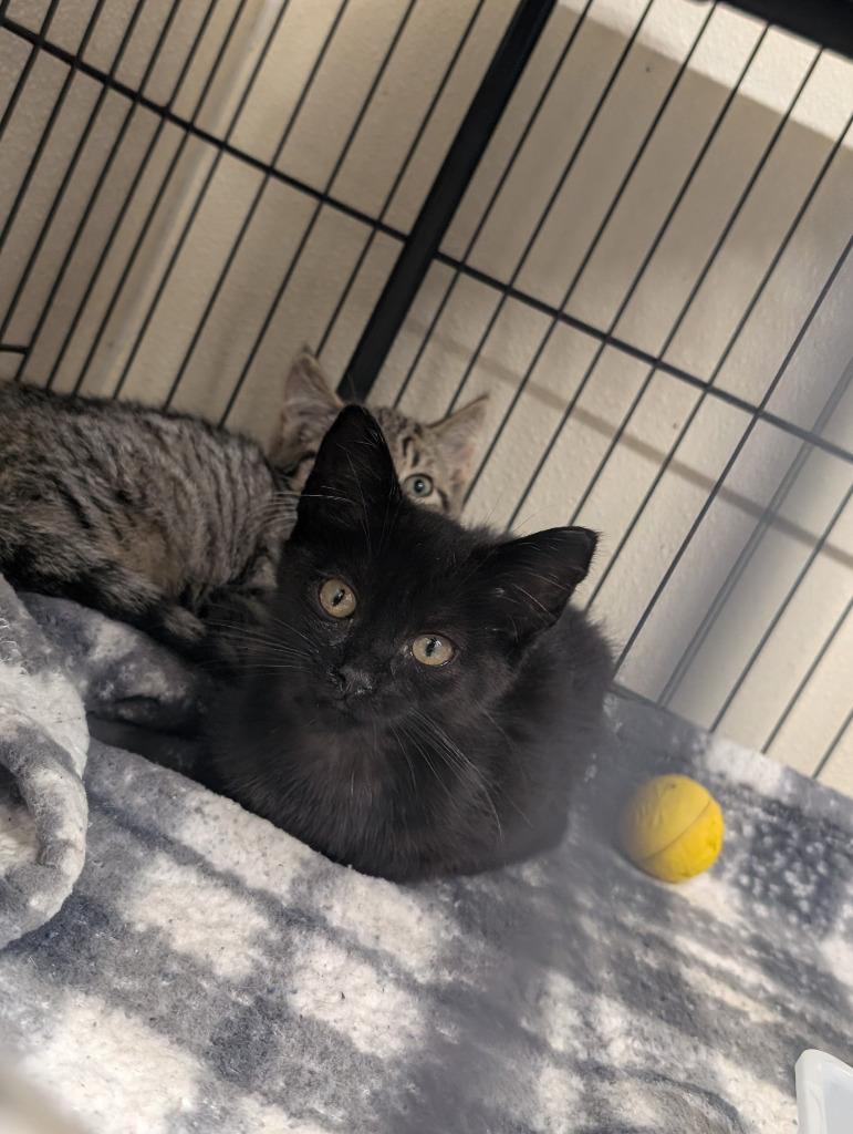 Gus, Adoptable, Kitten Male Domestic Short Hair.