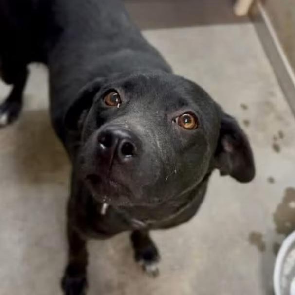 Enlarge Maze, an adopted mixed breed in Lemont, IL image 1/6