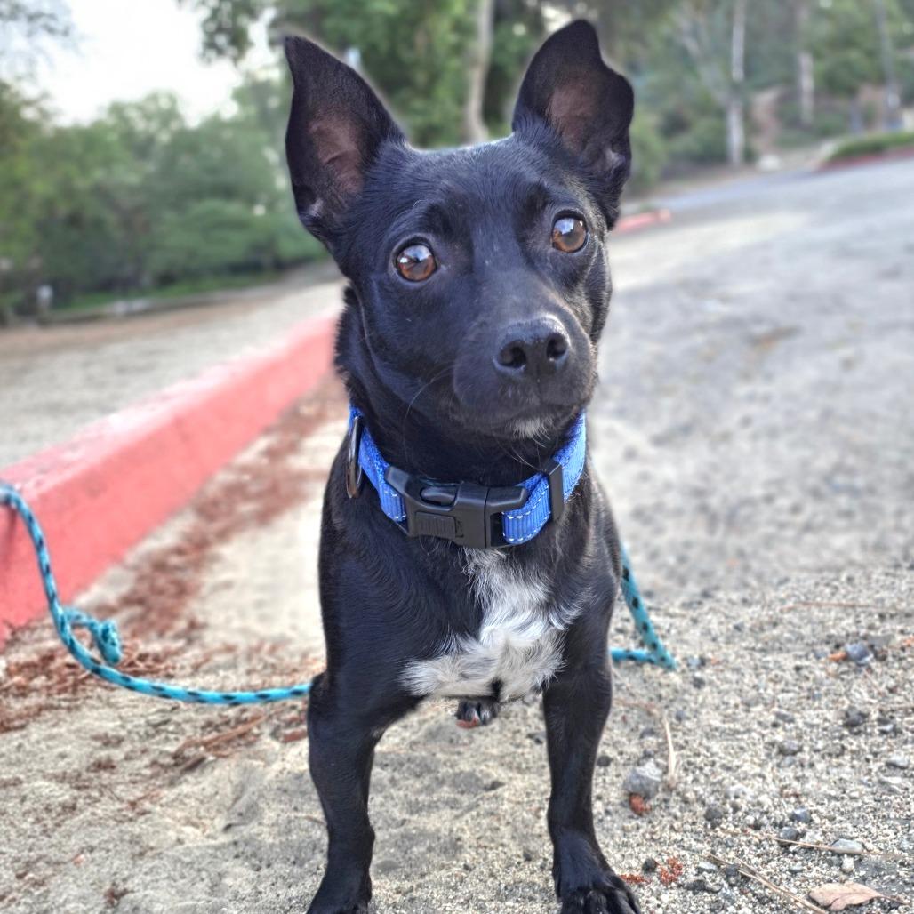 Enlarge Anise - Chino Hills Location, a Adoptable mixed breed in Chino Hills, CA image 1/6