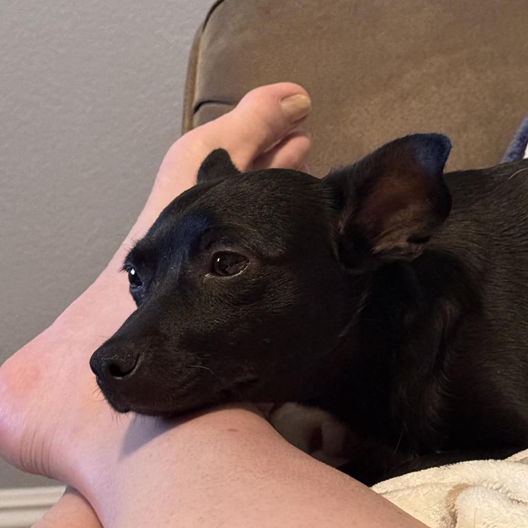 Enlarge Anise - Chino Hills Location, a Adoptable mixed breed in Chino Hills, CA image 2/6