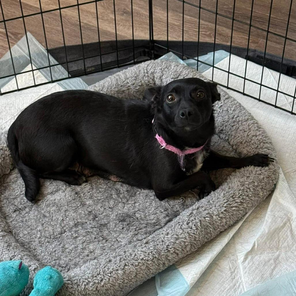 Enlarge Anise - Chino Hills Location, a Adoptable mixed breed in Chino Hills, CA image 3/6