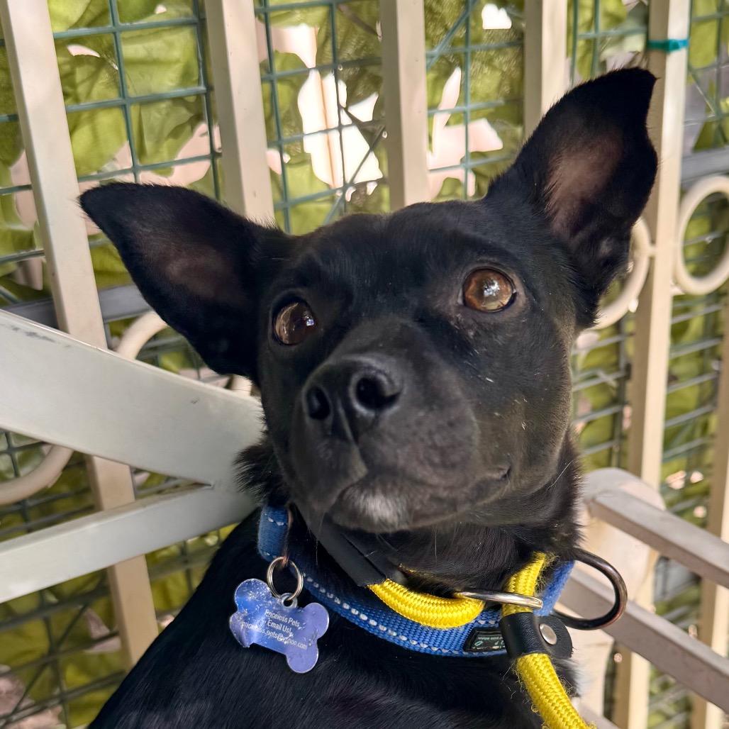 Enlarge Anise - Chino Hills Location, a Adoptable mixed breed in Chino Hills, CA image 4/6