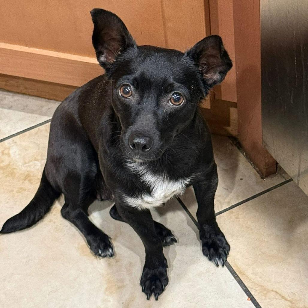 Enlarge Anise - Chino Hills Location, a Adoptable mixed breed in Chino Hills, CA image 5/6