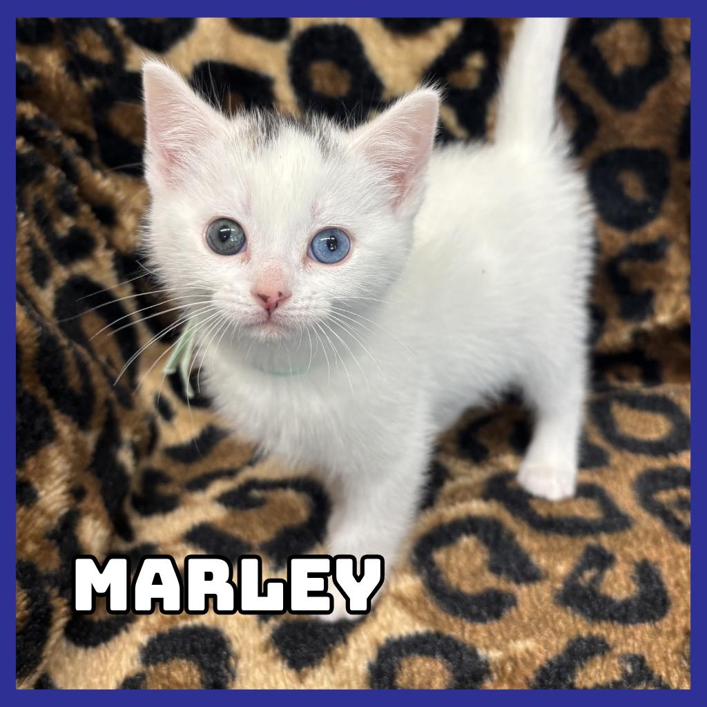Marley, Adoptable, Kitten Female Domestic Medium Hair.
