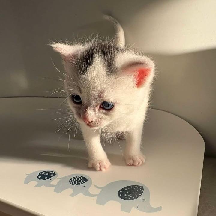 Marley, Adoptable, Kitten Female Domestic Medium Hair.