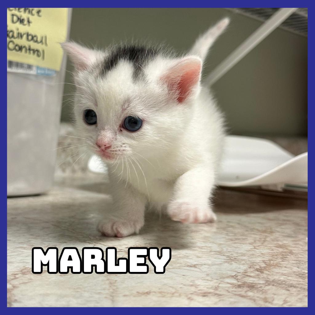 Marley, a Adoptable Domestic Medium Hair in Glenwood, MN image 2/3